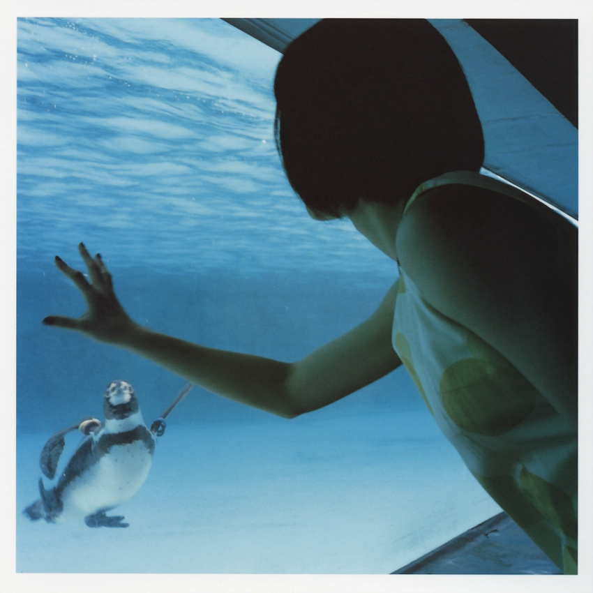 a_piacere aquarium bird dress highres penguin photo ueno_juri