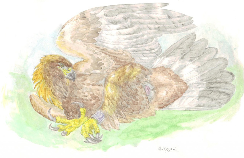 avian bird claws cloaca eagle female feral golden_eagle hindpaw outside paws solo talons windpaw wings