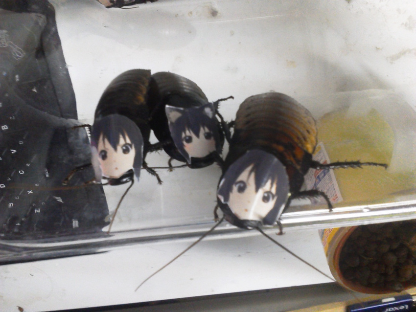 animal animal_ears cat_ears cockroach cosplay insect insect_girl k-on! mask nakano_azusa nakano_azusa_(cosplay) photo what
