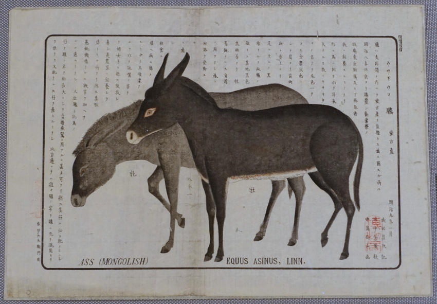 19th_century absurd_res ambiguous_gender ancient_art asinus brown_body brown_fur donkey duo equid equine feral fur hi_res hooves japanese_text looking_down mammal mane multicolored_body multicolored_fur nakajima_gozan quadruped side_view snout standing tail text traditional_media_(artwork) white_body white_fur