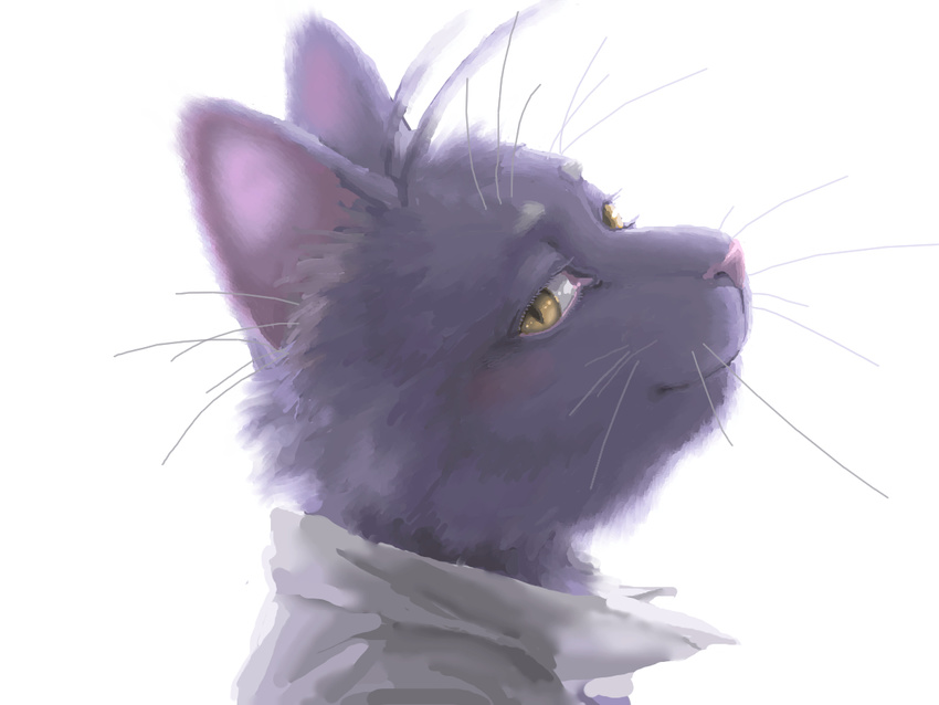 anatomically_correct bedroom_eyes blush cat clothing collar color feline fur looking_at_viewer looking_back male mammal mohatch morenatsu plain_background portrait purple_fur realistic shin shin_kuroi smile solo unknown_artist whiskers white_background yellow_eyes