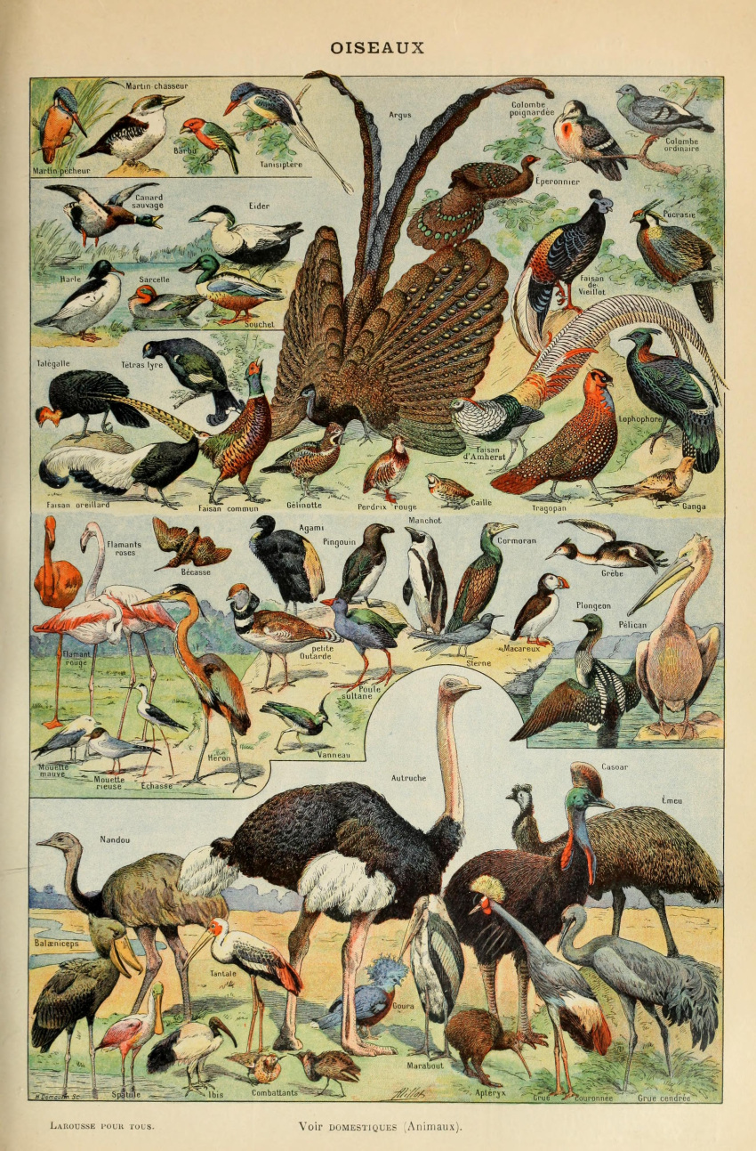 absurd_res adolphe_millot alcid ambiguous_gender anatid ancient_art anseriform avian beak biological_illustration biped bird brown_body brown_feathers cassowary crane_(bird) crowned_crane duck emu feathered_wings feathers feral flamingo galliform grey_body grey_feathers gruiform heron hi_res ibis kiwi_(bird) lari open_mouth ostrich pelecaniform pelican penguin phasianid public_domain puffin quail ratite shoebill technical_illustration text threskiornithid wings zoological_illustration