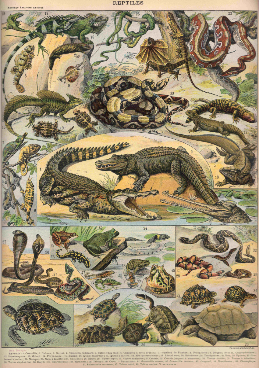 absurd_res adolphe_millot ambiguous_gender amphibian ancient_art biological_illustration chameleon cobra crocodilian feral forked_tongue frog gharial green_body green_scales hi_res iguanid lily_pad lizard open_mouth partially_submerged plant public_domain quadruped reptile salamander scales scalie sharp_teeth snake snake_hood tail technical_illustration teeth text tongue tongue_out tortoise turtle water zoological_illustration