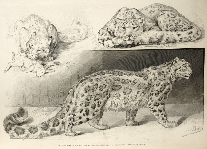 1895 19th_century adolphe_millot ambiguous_gender ancient_art blood bodily_fluids duo felid feral fur hi_res lagomorph mammal monochrome multiple_images pantherine public_domain quadruped snow_leopard solo tail whiskers