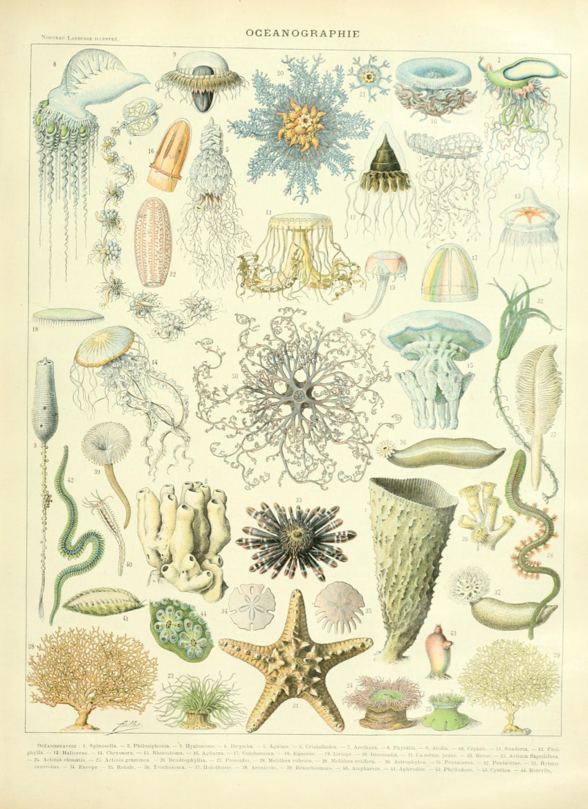 absurd_res adolphe_millot ambiguous_gender ancient_art anthozoan asterozoan biological_illustration cnidarian crinoid echinoderm echinozoan feral hi_res jellyfish marine medusozoan public_domain sea_anemone sea_cucumber starfish technical_illustration tentacles text zoological_illustration