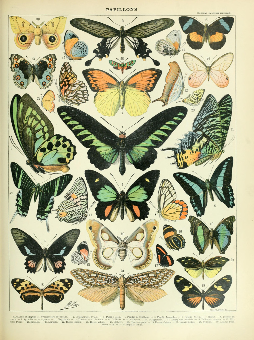 absurd_res adolphe_millot ambiguous_gender ancient_art antennae_(anatomy) arthropod biological_illustration butterfly feral green_wings hi_res insect insect_wings lepidopteran lepidopteran_wings moth orange_wings public_domain technical_illustration text wings yellow_wings zoological_illustration