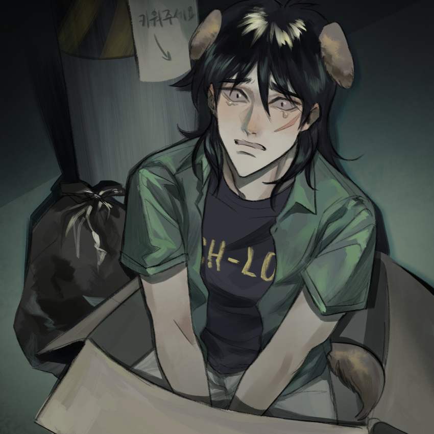 1boy animal_ears black_eyes black_hair black_shirt box cardboard_box commentary_request dog_boy dog_ears dog_tail for_adoption full_body green_shirt grey_pants hair_between_eyes highres itou_kaiji kaiji kemonomimi_mode kneeling korean_text long_bangs long_hair looking_at_viewer male_focus open_clothes open_mouth open_shirt panespaghetti pants sanpaku scar scar_on_cheek scar_on_face shirt short_sleeves sign solo tail the_high-lows translation_request trash_bag undershirt