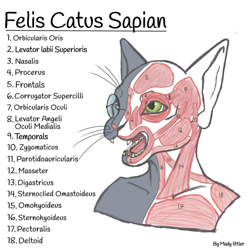 @mady_littler ambiguous_gender anatomy_chart anatomy_reference anthro chart domestic_cat eyewear felid feline felis fur glasses green_eyes grey_body grey_fur hairless hairless_cat hi_res mammal muscular muscular_system solo sphynx_(cat)