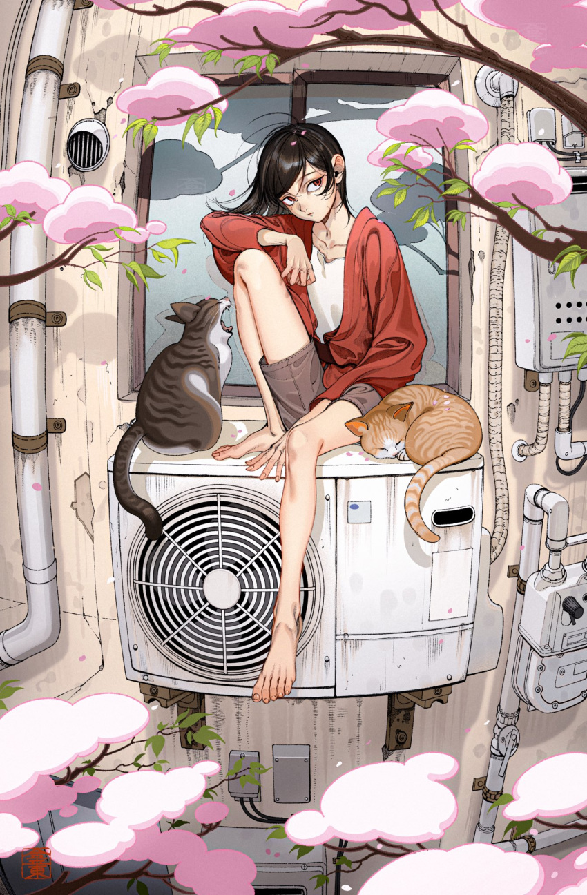 1girl air_conditioner between_legs black_hair cat cherry_blossoms collarbone full_body grey_shorts hand_between_legs hand_on_own_knee highres knee_up konpeitou_(pixiv37354724) looking_at_viewer original outdoors red_eyes red_sweater shirt shorts sitting sweater watermark white_shirt window wire