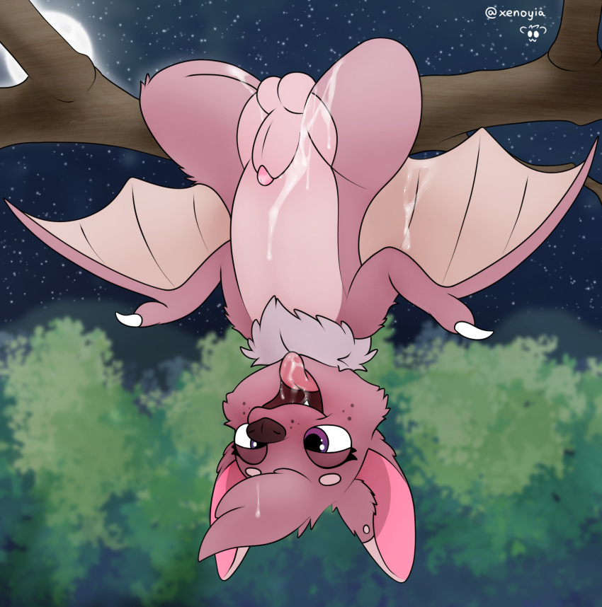 after_sex animal_genitalia balls bat blush bodily_fluids cum cum_in_mouth cum_inside cum_on_body fruit_slice_(yurusa) genital_fluids genitals hanging_from_branch hi_res male mammal membrane_(anatomy) membranous_wings night penis sheath upside_down wings xenoyia_(artist)