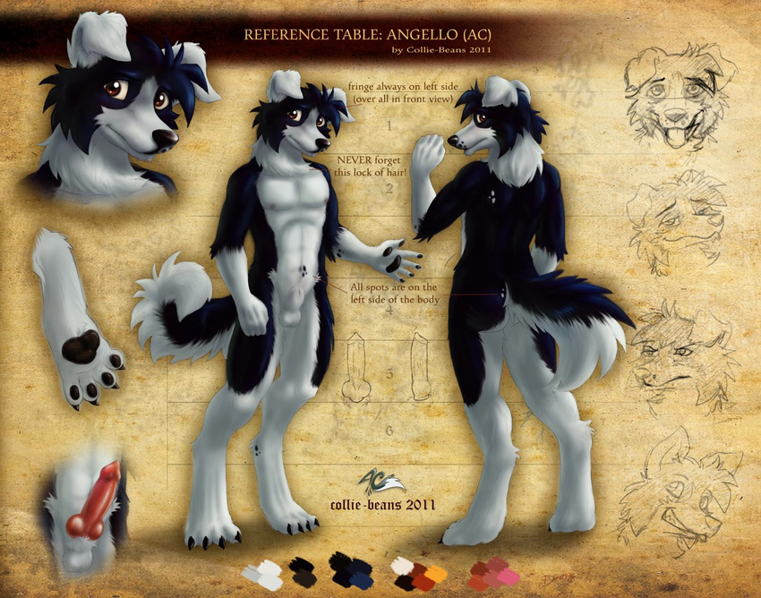 angello_cauich balls border_collie canine digitigrade dog knot male mammal model_sheet nude penis sheath solo