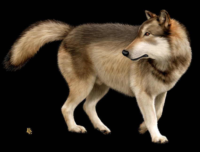 black_background canine dire ebon_lupus feral mammal plain_background solo wolf