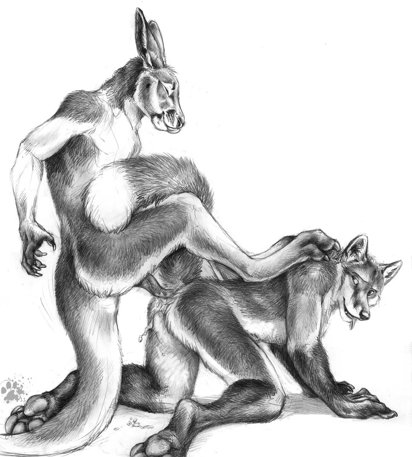 anal_penetration anatomically_correct_penis animal_genitalia anthro bent_over black_and_white blotch canine couple cum cum_in_ass cum_inside duo eye_contact eyes_closed fox gay greyscale hindpaw kangaroo licking licking_lips looking_at_partner male mammal marsupial marsupial_penis monochrome orgasm paws penetration penis plain_background thick_tail tongue tongue_out white_background