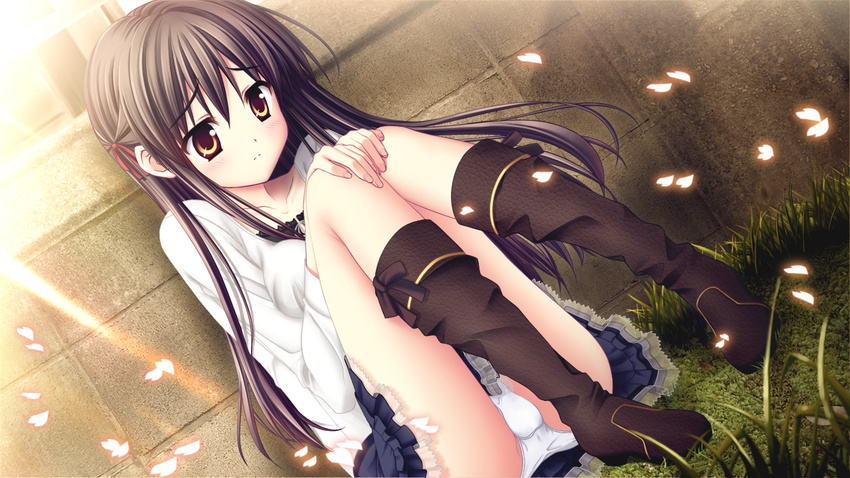 akizuki_tsukasa black_hair game_cg karasuma_miyako long_hair panties petals sakura_sakimashita sorahane underwear