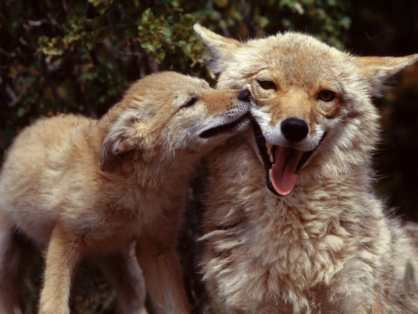 canine coyote cute licking looking_at_viewer real tongue