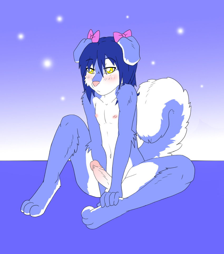blue_fur blue_hair blue_theme blush bow bows canine cute digitigrade dog erection fur gay girly hair hindpaw humanoid_penis husky ian liontaro male mammal mutt nude paws penis sitting solo spread_legs spreading toes