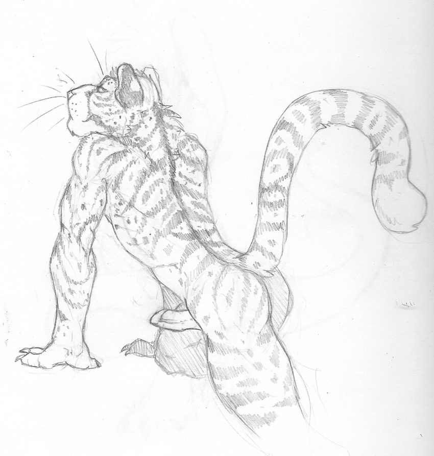 anthro butt dog-bone erection feline greyscale looking_at_viewer looking_back male mammal monochrome penis plain_background presenting raised_tail solo tiger unkown_artist whiskers white_background