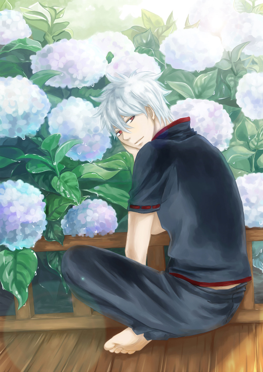 bad_id bad_pixiv_id barefoot flower from_behind gintama highres hydrangea male_focus red_eyes sakata_gintoki silver_hair solo zhuangmomo