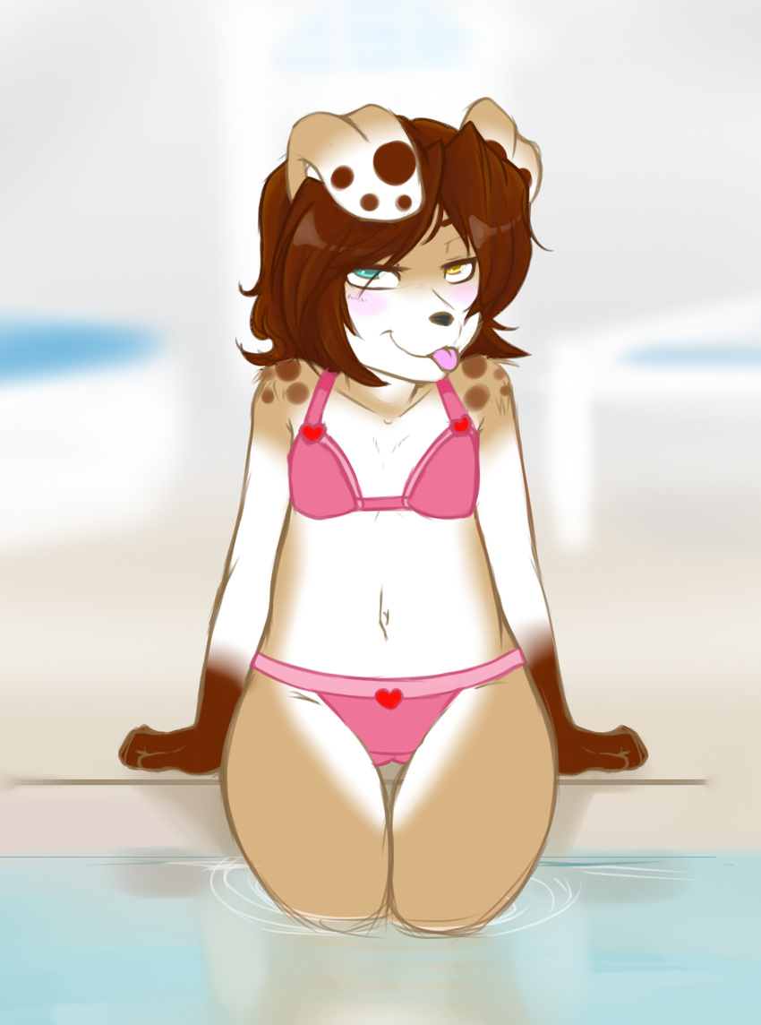 blush brown_hair canine clothed clothing cub dog ethersaga female hair heterochromia husky looking_at_viewer mammal miaska navel pool sitting skimpy solo swimsuit tongue water young
