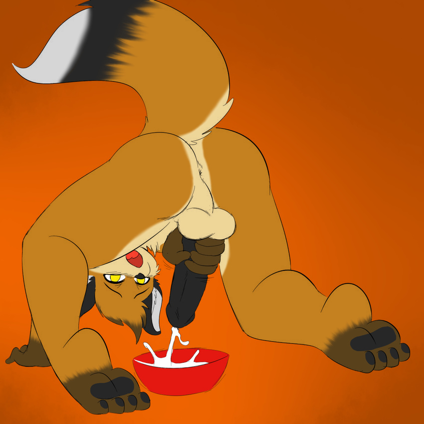 4_toes all_fours anthro anus ass_up balls black_penis blush bowl butt canine collaboration cum cum_as_food cum_in_bowl cumshot erection fox handjob hindpaw holding_penis kintuse looking_at_viewer male mammal masturbation nude open_mouth orange_background orgasm paws penis penis_milking plain_background raised_tail skidd soles solo spreading toes tongue yellow_eyes