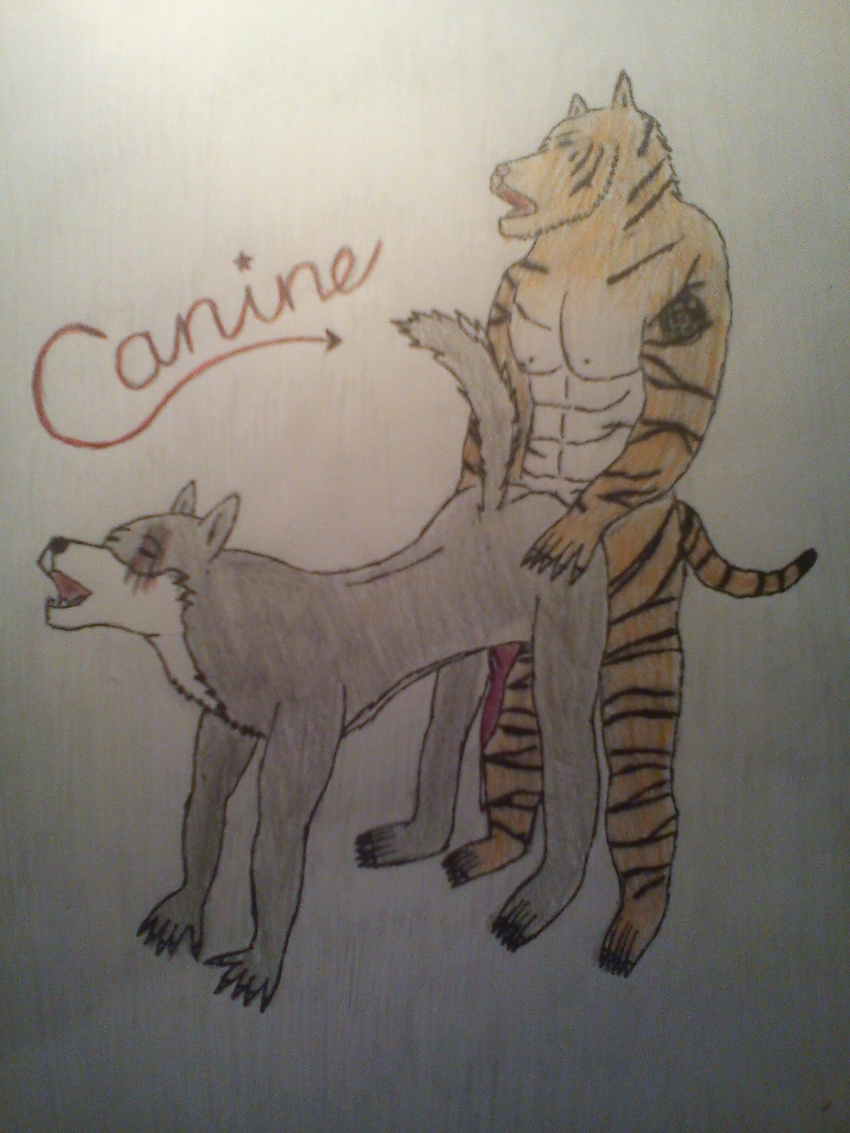 anal canine feline gay male tiger wolf