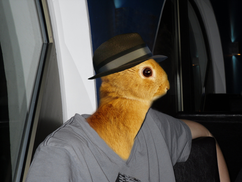 hat lagomorph looking_at_viewer male photoshop rabbit real