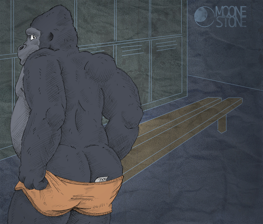 back_to_viewer back_turned biceps chubby clothing fur gorilla locker_room looking_at_viewer looking_back male mammal moonestone muscles primate shorts solo underwear undressing