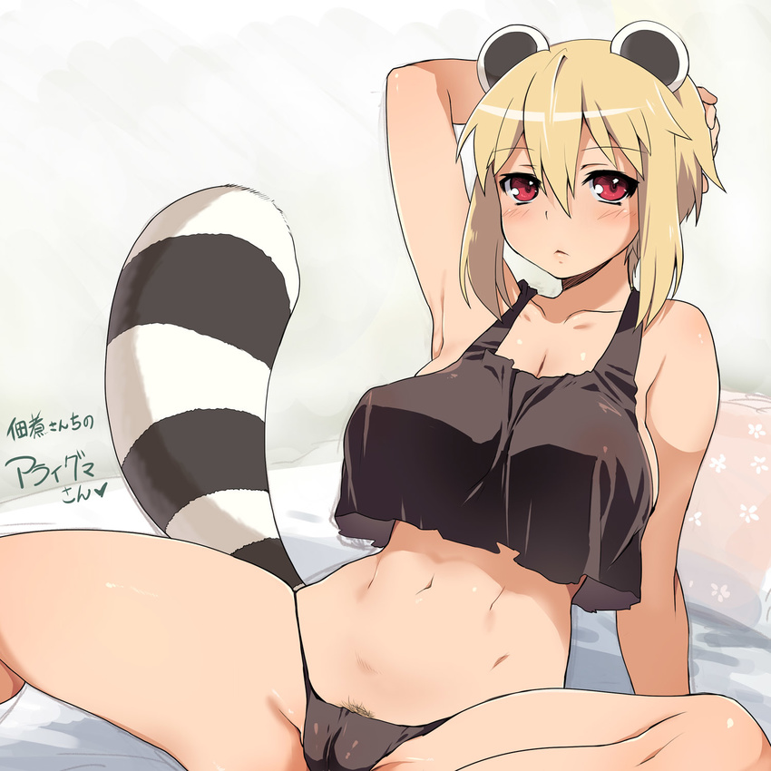 :&lt; animal_ears araiguma-san arm_support arm_up armpits bangs bare_shoulders bed blonde_hair blush borrowed_character breasts cameltoe cleavage collarbone crop_top crop_top_overhang g-string hair_between_eyes hand_on_own_head highres large_breasts looking_at_viewer navel on_bed original panties pillow pubic_hair pubic_hair_peek raccoon_ears raccoon_tail red_eyes short_hair sitting solo spread_legs tail thick_thighs thighs thong underwear yajiro_masaru