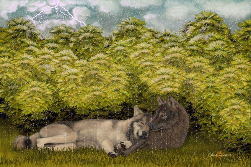 ambiguous_gender brown_fur brush bush canine cloud couple ebon_lupus feral fur lightning mammal nature outside pawprint rain signature storm the_storm water wolf yellow_eyes