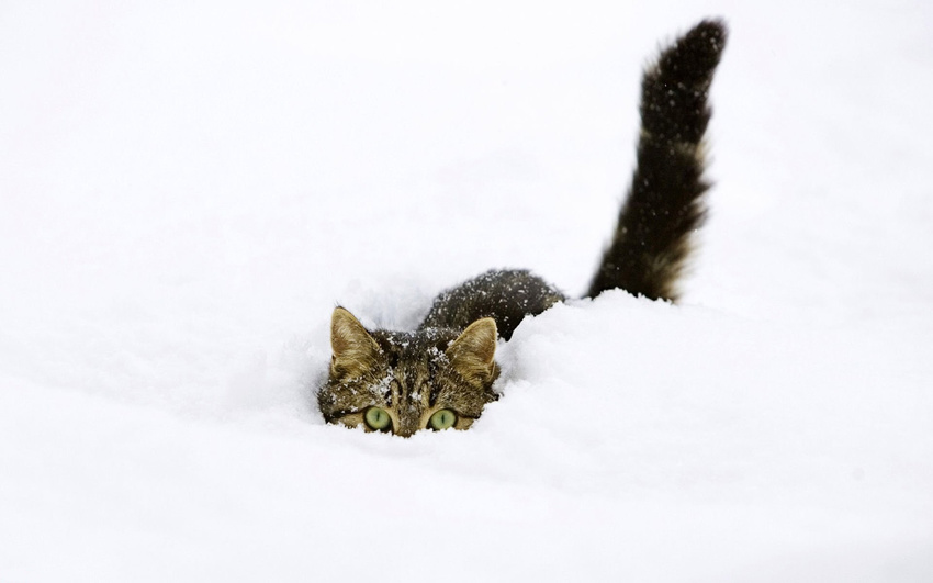 brown_fur cat cute deadly feline fur hiding looking_at_viewer mammal ninja not_furry photo real snow wallpaper white winter