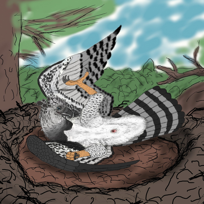 bird cloaca eagle feral harpy_eagle invalid_background male pinup pose ritchie sawyer simple_background solo suggestive undertail uppmap123 vent