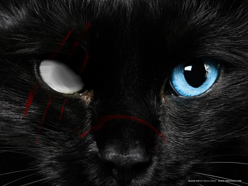 2012_ ambiguous_gender black black_cat black_fur black_hair black_nose blue_eye blue_eyes cat cataract cub cute disfigured edit feline female feral fur hair i looking_at_viewer mammal no_pupils ojos_azules_ one_eye pelo_ photo_manipulation photomanipulation piel_ real scar scratches see short_hair solo whiskers white_eye white_sclera wounded you young