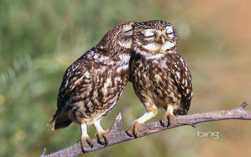 ambiguous_gender avian branch burrowing_owl eyes_closed feral holidays kissing owl photo real valentine's_day valentine's_day wallpaper