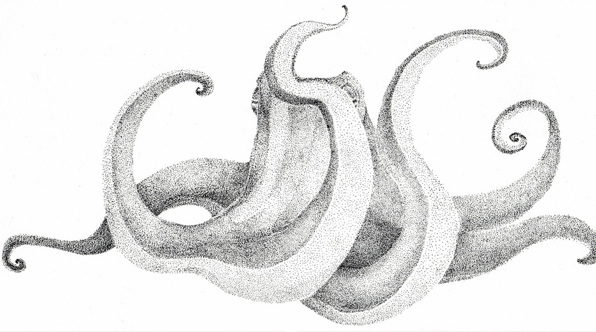 fish marine monochrome not_furry octopus plain_background tentacles