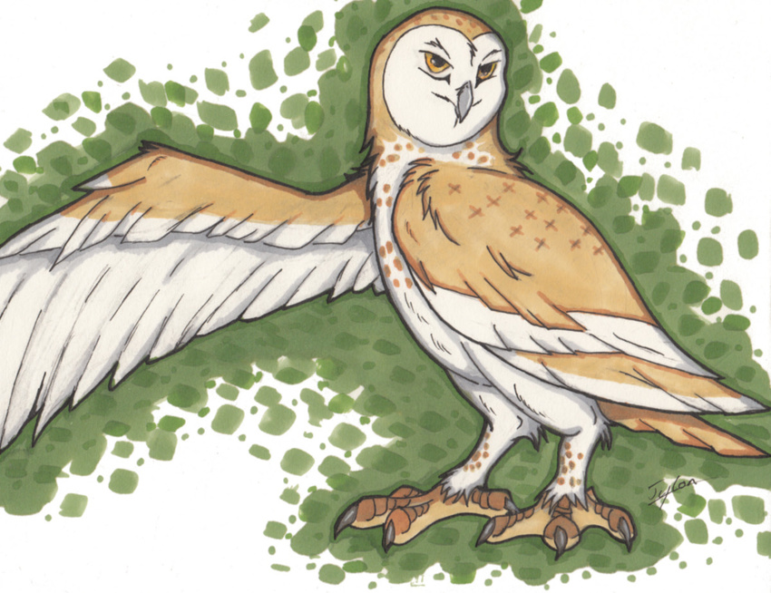 avian barn_owl bird feral male owl solo tylon wings