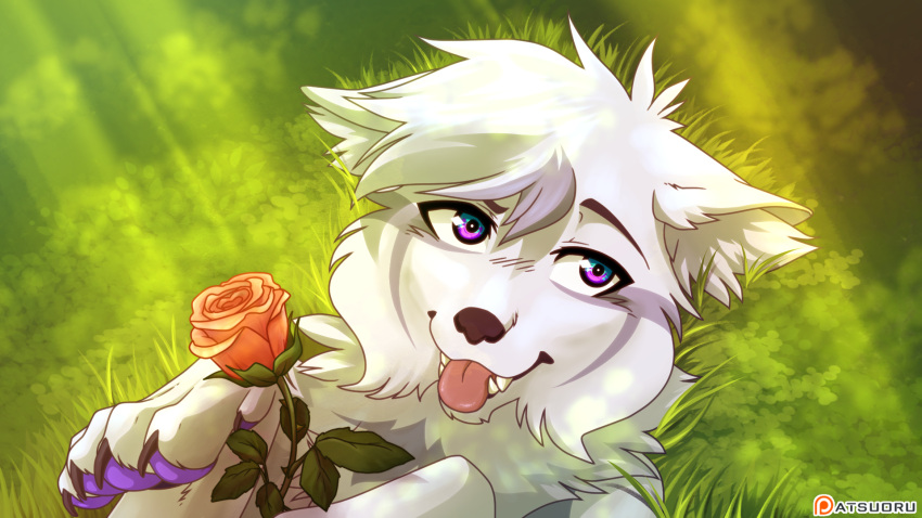 astuoru canid canine canis feral flower fluffy grass headshot_portrait hi_res hybrid inner_ear_fluff laying_on_ground light lying male mammal multicolored_eyes multicolored_pawpads on_back pawpads plant portrait rose_(flower) sirius_hoshi_skaarsgard sunlight tongue tuft wolf