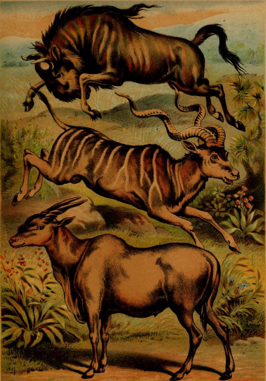 1897 19th_century absurd_res alcelaphine ancient_art antelope balls bovid bovine eland feral fur genitals gnu group hi_res hooves horn hugh_craig kudu male mammal plant public_domain quadruped spiral-horned_antelope striped_body striped_fur stripes tail tail_tuft trio tuft