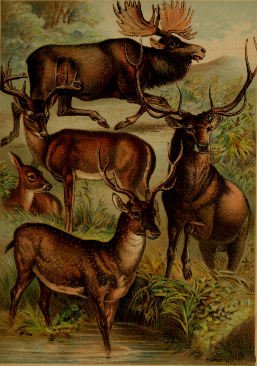 1897 19th_century absurd_res ancient_art antlers balls cervine countershade_torso countershading deer elk feral genitals group hi_res hooves horn hugh_craig male mammal moose new_world_deer partially_submerged plant public_domain quadruped tail water white-tailed_deer