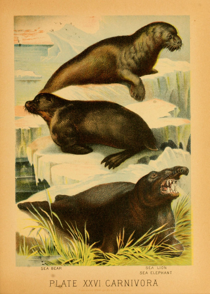 1897 19th_century absurd_res ambiguous_gender ancient_art biological_illustration fangs feral fur group hi_res hugh_craig ice mammal marine open_mouth pinniped plant public_domain sea_bear sea_elephant sea_lion technical_illustration teeth text trio whiskers zoological_illustration