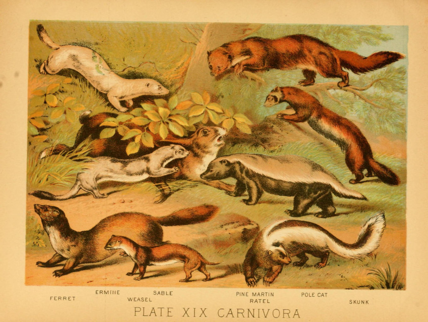 1897 19th_century ambiguous_gender ancient_art biological_illustration brown_body brown_fur countershade_fur countershade_torso countershading domestic_ferret feral fur group gulonine hi_res hugh_craig lagomorph mammal marten mephitid mustelid musteline open_mouth pine_marten plant polecat_(mustelid) public_domain quadruped skunk stoat tail technical_illustration text true_musteline weasel zoological_illustration