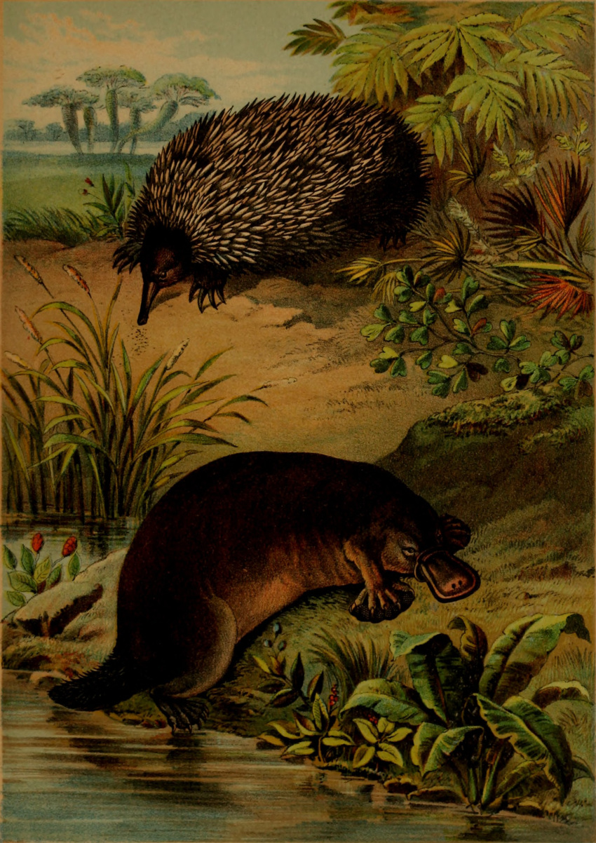 1897 19th_century absurd_res ambiguous_gender ancient_art beak claws duo echidna feral hi_res hugh_craig mammal monotreme plant platypus public_domain quadruped quills tail water