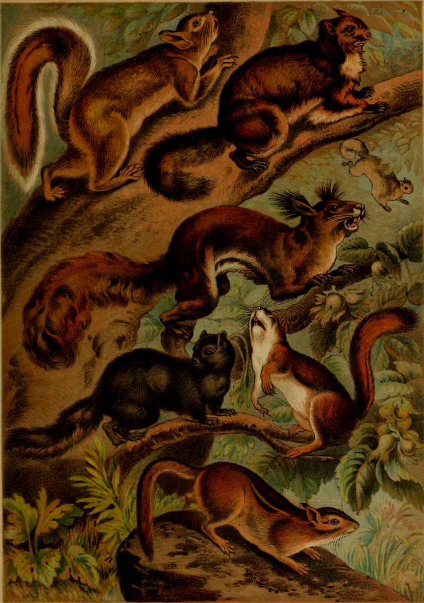 1897 19th_century absurd_res ambiguous_gender ancient_art black_body black_fur buckteeth claws countershade_face countershade_fur countershade_torso countershading feral flying_squirrel fur ground_squirrel group hi_res hugh_craig mammal paws plant public_domain quadruped rodent sciurid tail teeth tree_squirrel whiskers
