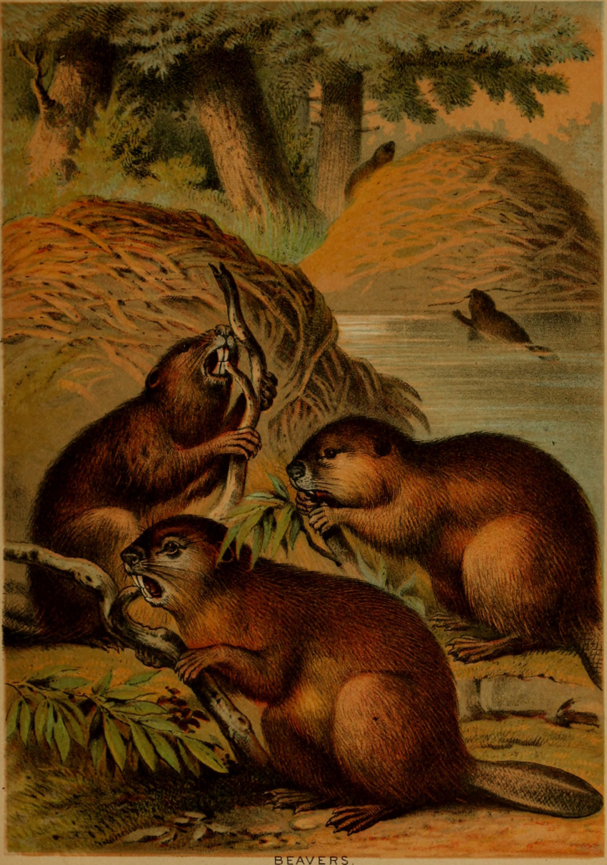 1897 19th_century absurd_res ambiguous_gender ancient_art beaver buckteeth feral group hi_res hugh_craig mammal partially_submerged plant public_domain rodent tail teeth tree water whiskers