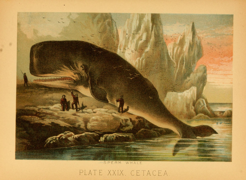 1897 19th_century ambiguous_gender ancient_art avian biological_illustration biped bird cetacean feral fin group hi_res hugh_craig human larger_feral mammal marine open_mouth partially_submerged physeteroid public_domain size_difference smaller_human sperm_whale tail tail_fin technical_illustration text toothed_whale water zoological_illustration