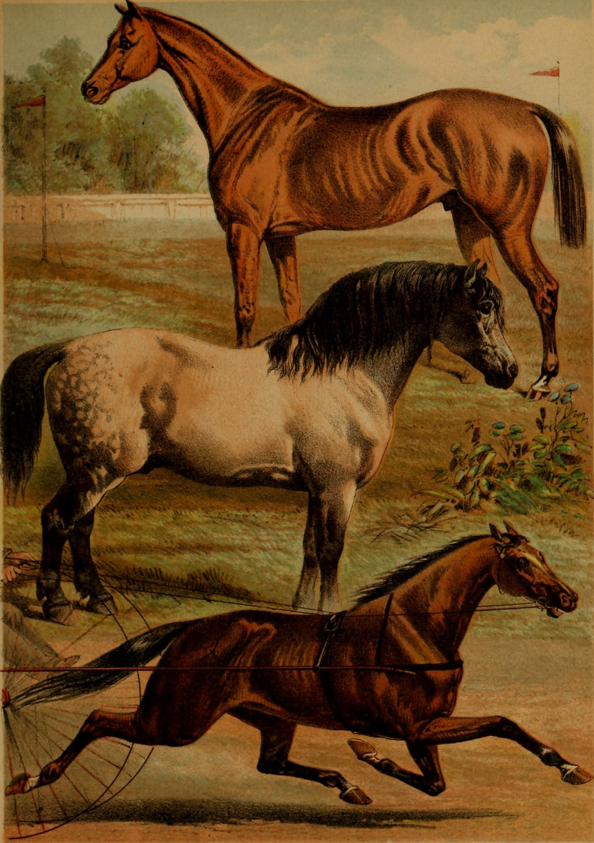 1897 19th_century absurd_res ancient_art animal_genitalia clydesdale draft_horse equid equine feral genitals group hi_res hooves horse hugh_craig male mammal mane plant public_domain quadruped sheath tail tree trio