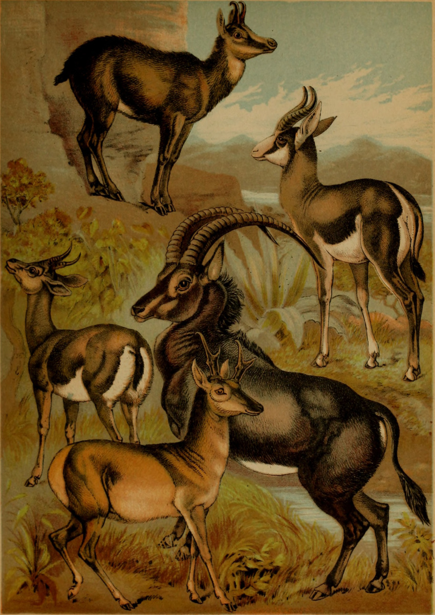 1897 19th_century absurd_res ambiguous_gender ancient_art antelope bovid brown_body brown_fur feral fur gazelle group hi_res hooves horn hugh_craig mammal plant pronghorn public_domain quadruped springbok tail true_antelope