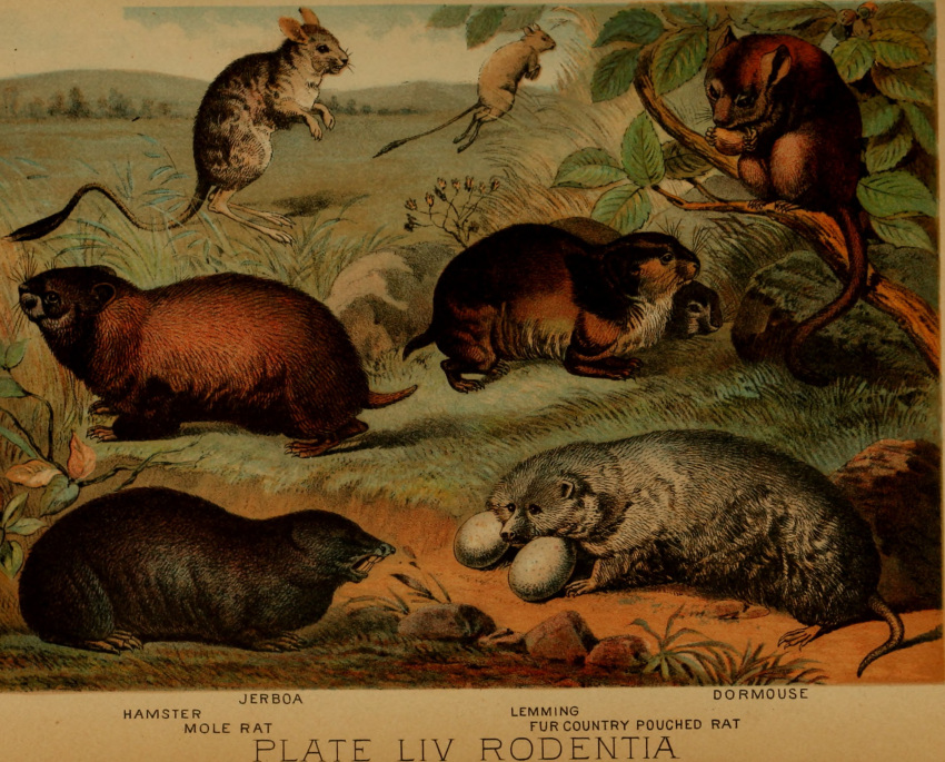 1897 19th_century ambiguous_gender ancient_art cricetid dipodid dormouse english_text feral fur group hamster hi_res hugh_craig jerboa lemming mammal mole_rat plant public_domain quadruped rodent tail text whiskers