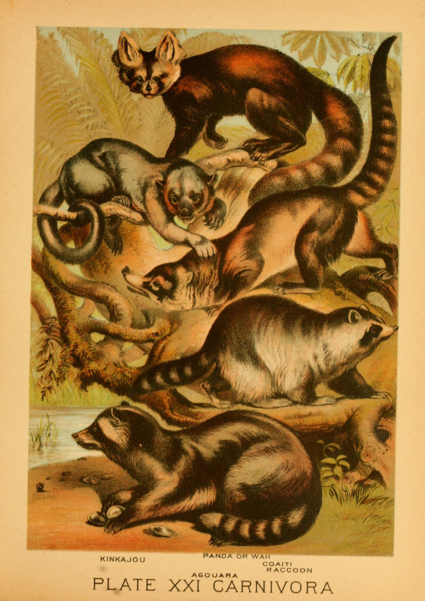 1897 19th_century absurd_res ailurid ambiguous_gender ancient_art biological_illustration claws coati feral fur group hi_res hugh_craig kinkajou mammal paws plant procyonid public_domain quadruped raccoon raised_tail red_panda tail technical_illustration text zoological_illustration