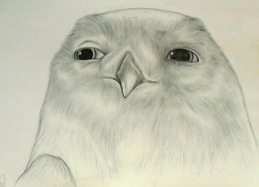 boron feral fusca1 guardians_of_ga'hoole guardians_of_ga'hoole male owl portrait snowy_owl solo