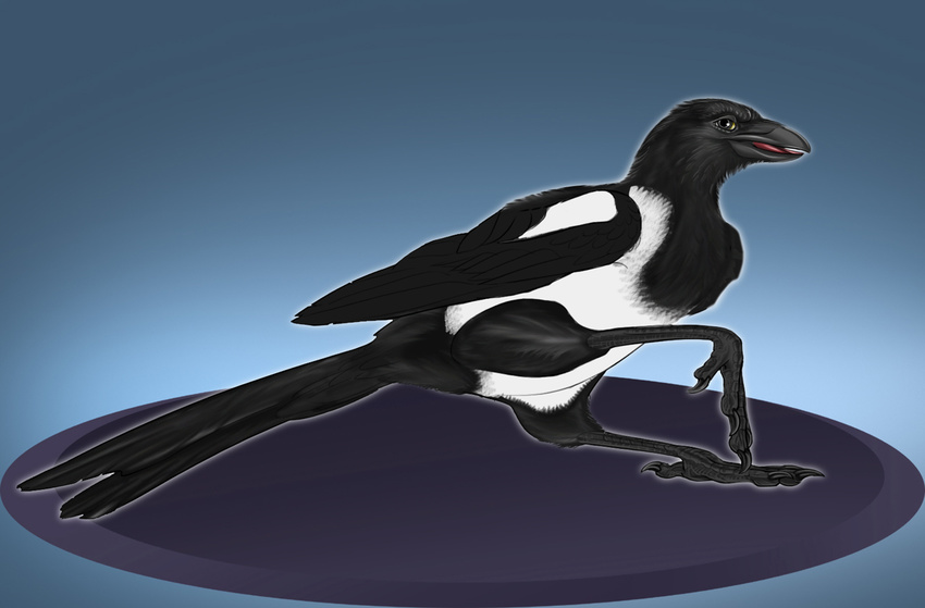 avian beak black_beak black_feathers claws equalicus female feral magpie pinup pose solo suggestive toe_claws wings